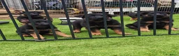 German Shepherd dogs for sale: German Shepherd Puppies for sale - Advert 5