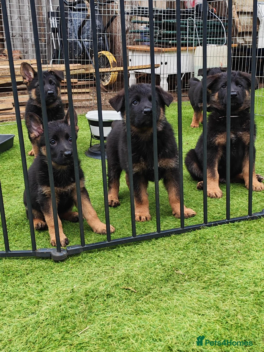German Shepherd dogs for sale: German Shepherd Puppies for sale - Advert 5