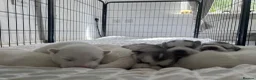 Utonagan dogs for sale: Malamute/Siberian Husky puppies in Swindon - Advert 23