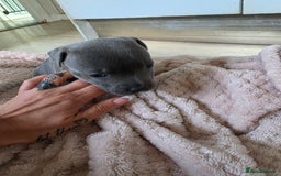 Staffordshire Bull Terrier dogs for sale: Beautiful Blue Staffs KC Registered - Image 5