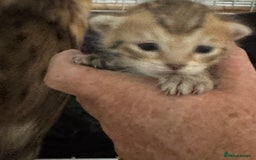 Savannah cats for sale: Stunning Savannah Kittens - Image 10