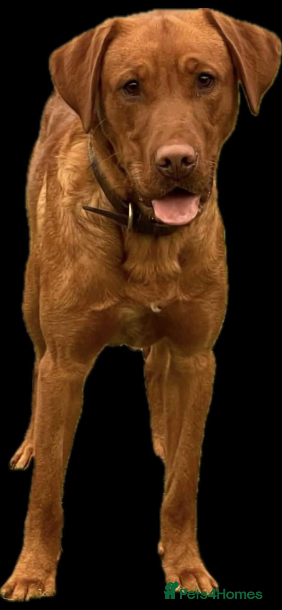 Labrador Retriever dogs for sale: Beautiful KC pure pedigree Labrador puppies - Image 10