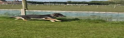 German Shepherd dogs for sale: Stunning Blue & Tan GSD female - Advert 15