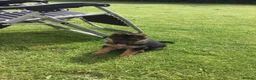 German Shepherd dogs for sale: GERMAN SHEPARD BITCH PUP - Advert 3