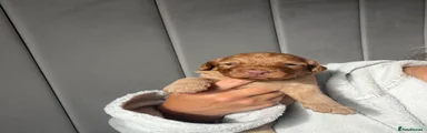 Cockapoo 3