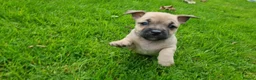 Mixed Breed dogs for sale: Gorgeous little pug mix puppies in Dungannon - Advert 9