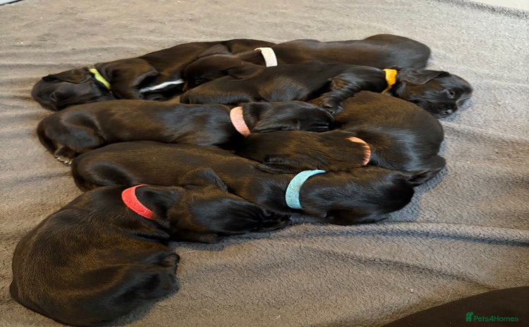 Mixed Breed dogs - Advert 4