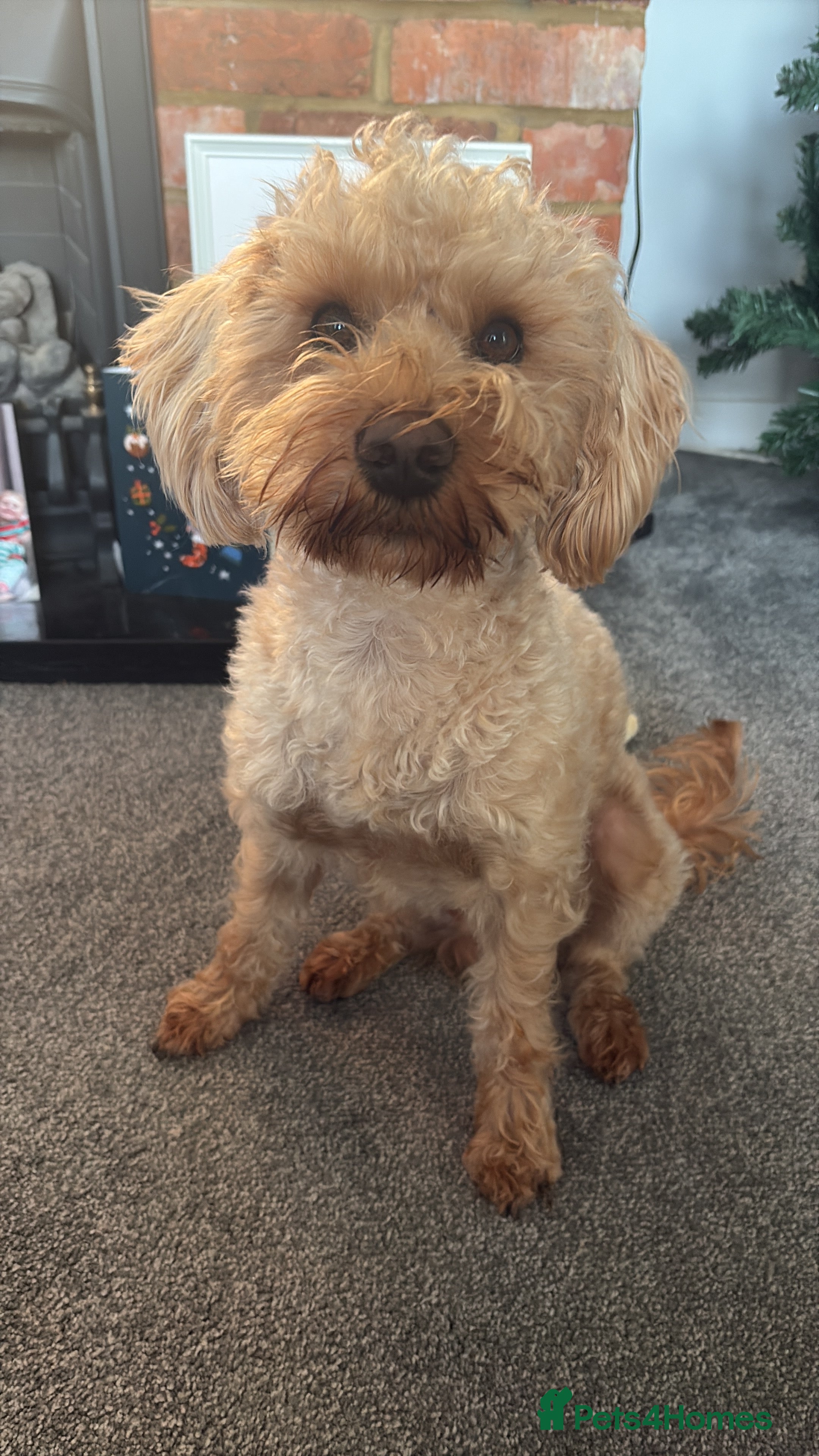 Schnoodle dogs Bruce  - Advert 1