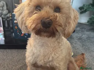 Schnoodle dogs Bruce - Advert 1