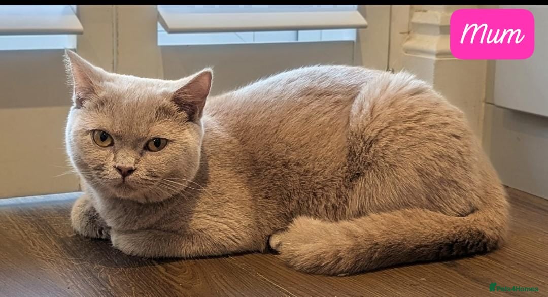 British Shorthair cats for sale: Gorgeous British Shorthair Kittens Teddy Bear Type - Advert 15