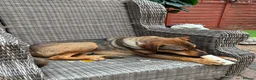 Mixed Breed dogs for adoption: Musu! - Advert 3