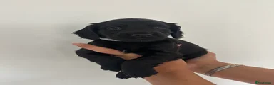 Grey Collar