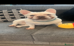 French Bulldog dogs for stud: Solid blue Merle platinum carrying testable and L1 in Aberdeen - Image 3