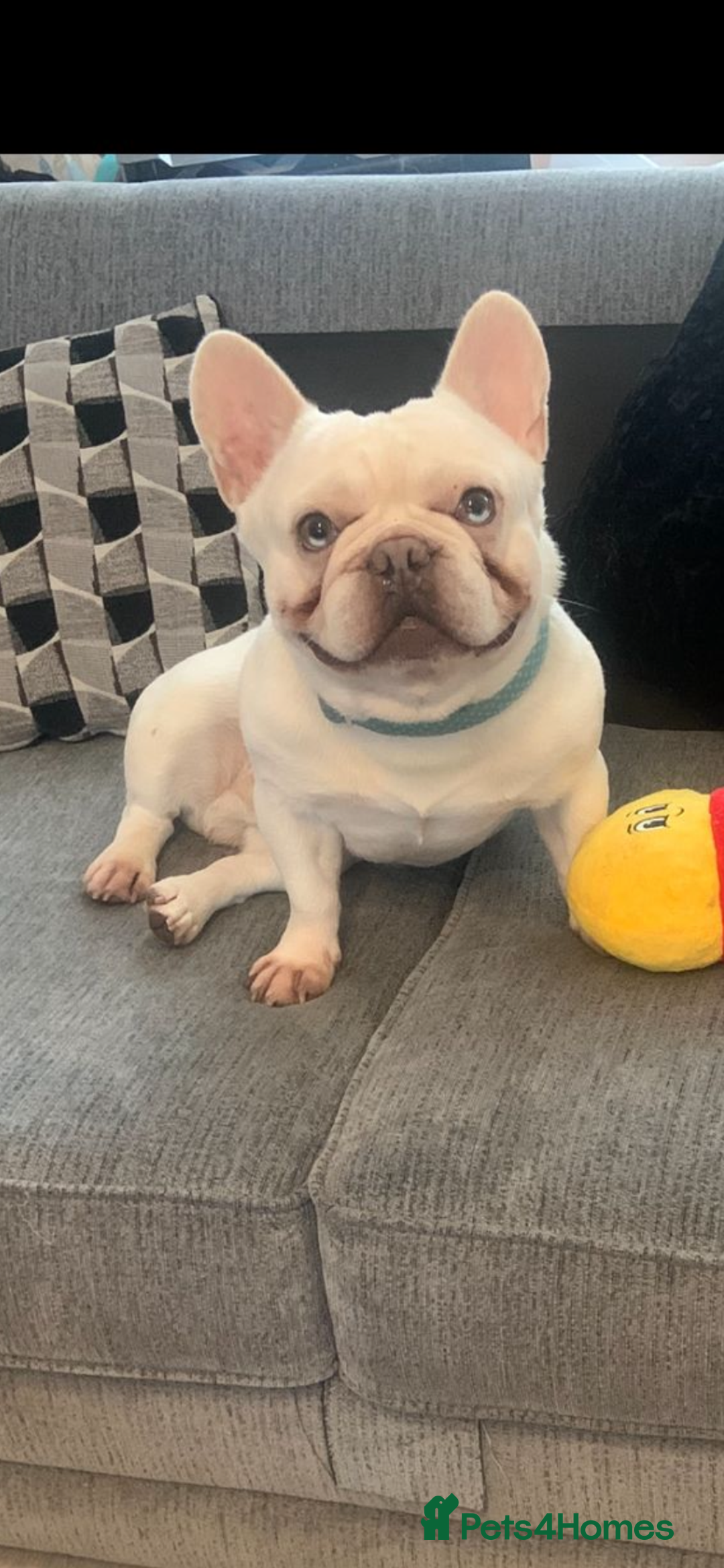 French Bulldog dogs for stud: Solid blue Merle platinum carrying testable and L1 in Aberdeen - Image 3