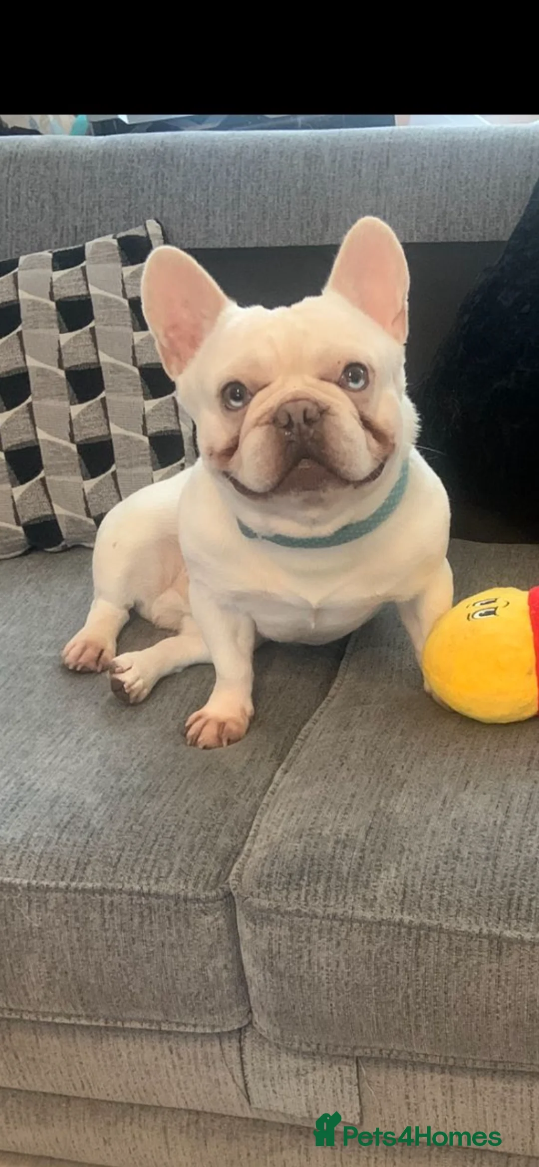 French Bulldog dogs for stud: Solid blue Merle platinum carrying testable and L1 in Aberdeen - Advert 3