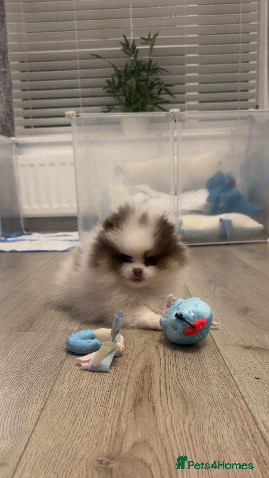 Pomeranian dogs for sale: Everest - Advert 11