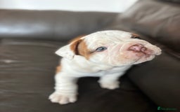 English Bulldog dogs for sale: KC girls  - Image 4