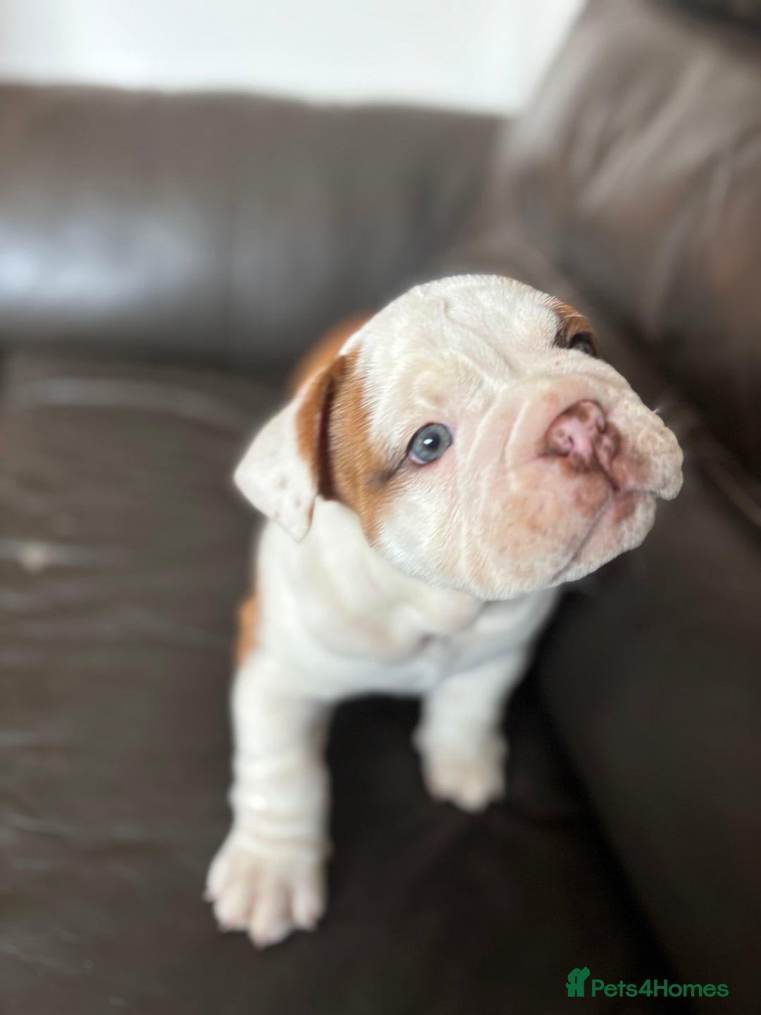 English Bulldog dogs for sale: KC girls  - Image 4