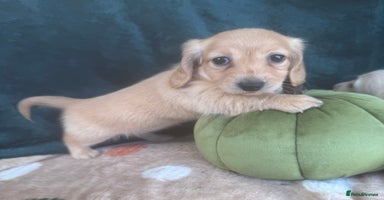 Miniature Dachshund dogs - Advert 9