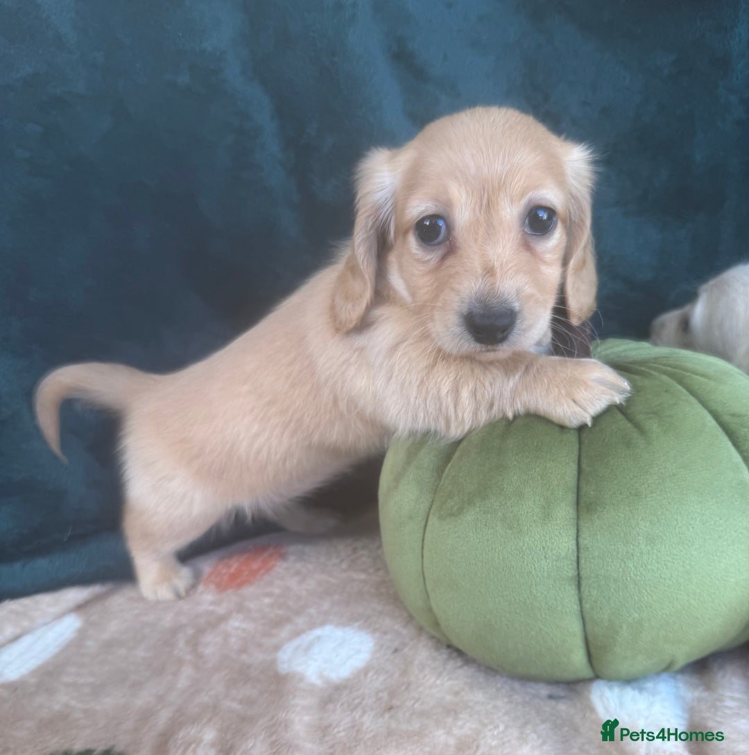 Miniature Dachshund dogs for sale: English creams miniature dachshunds  - Image 3