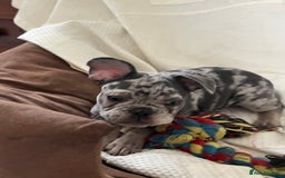 French Bulldog dogs for sale: 🚨🚨adorable French bulldog pups for sale 🚨🚨 - Image 38
