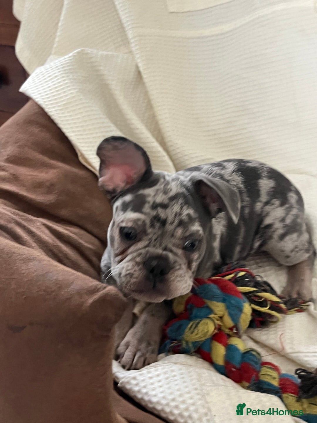 French Bulldog dogs for sale: 🚨🚨adorable French bulldog pups for sale 🚨🚨 - Image 38