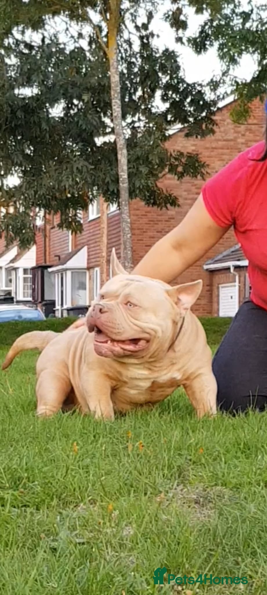 American Bully dogs American Bully pocket male for stud - Advert 1