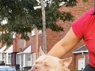 American Bully dogs American Bully pocket male for stud - Advert 1