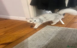 Persian cats for sale: PERSIAN CHINCHILLA - Image 6