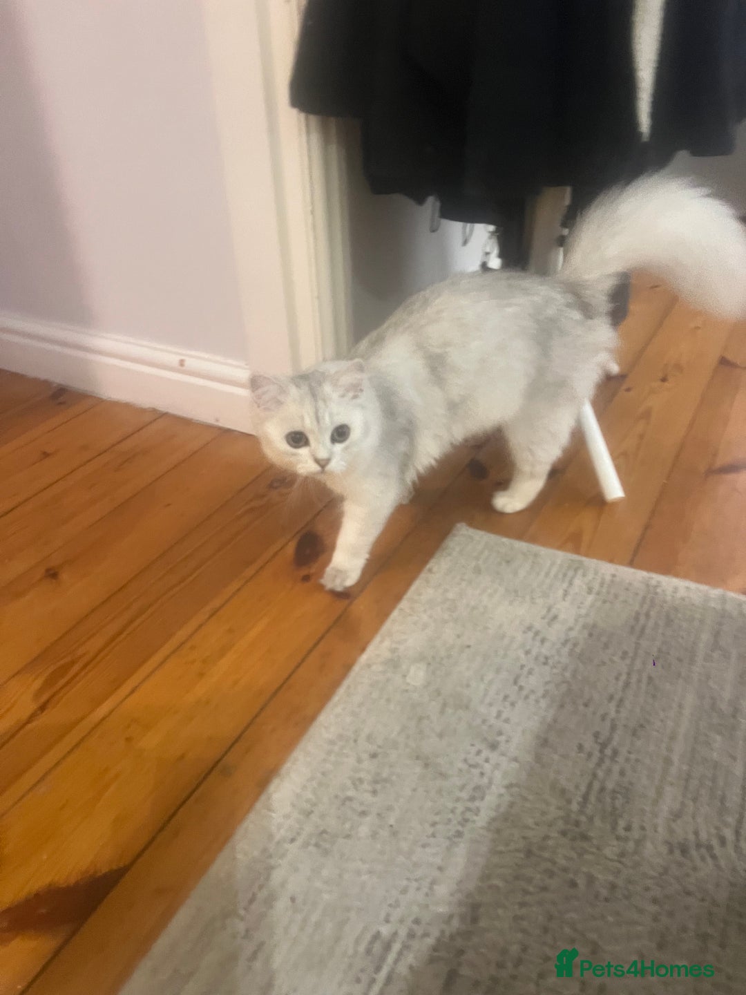 Persian cats for sale: PERSIAN CHINCHILLA - Image 6