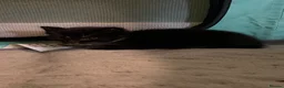 Domestic Shorthair cats for sale: 4 beautiful kittens looking for a loving home - Advert 23