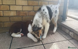 Australian Shepherd dogs for sale: Australian Shepherd puppies in Peterborough - Image 6