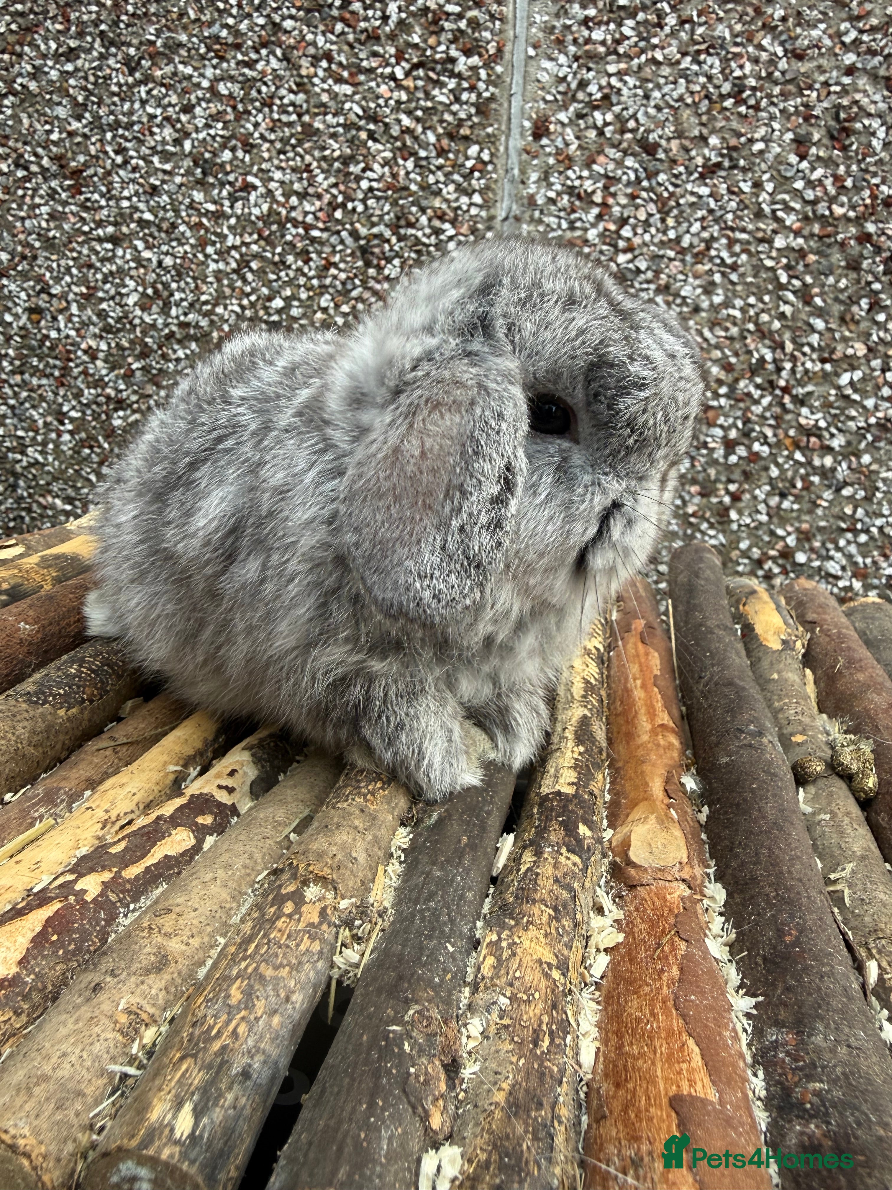 Mini Lop rabbits 2 READY TO GO - Advert 15
