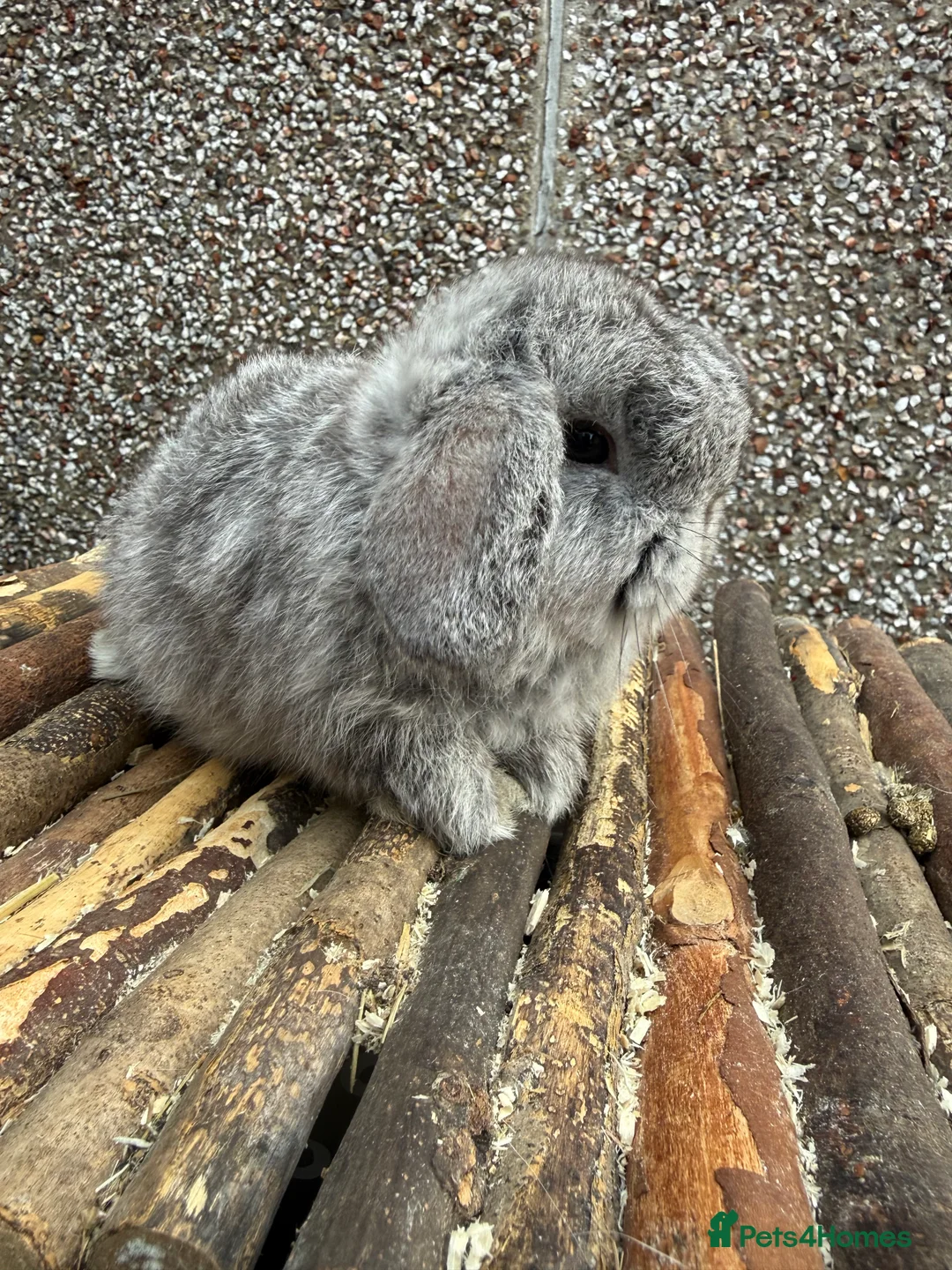 Mini Lop rabbits for sale: 2 READY TO GO - Advert 1