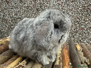 Mini Lop rabbits 2 READY TO GO - Advert 15