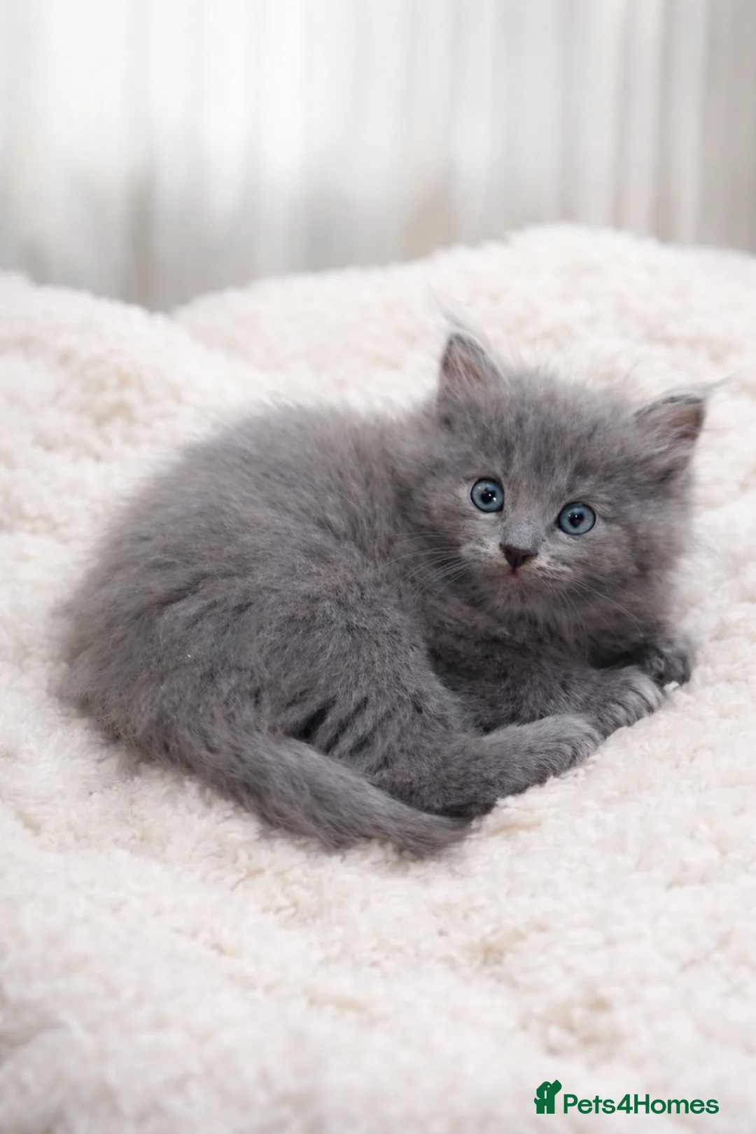 Ragdoll cats for sale: Gorgeous fluffy grey half ragdoll - Advert 2