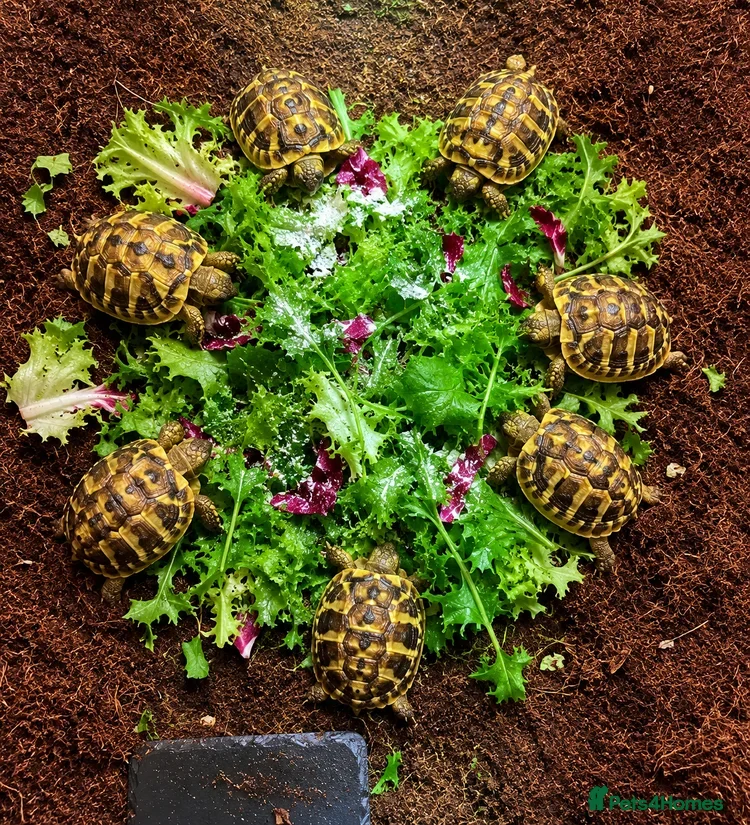 Hermann Tortoise reptiles Baby Hermanns Hatchlings & Set Ups!! - Advert 1