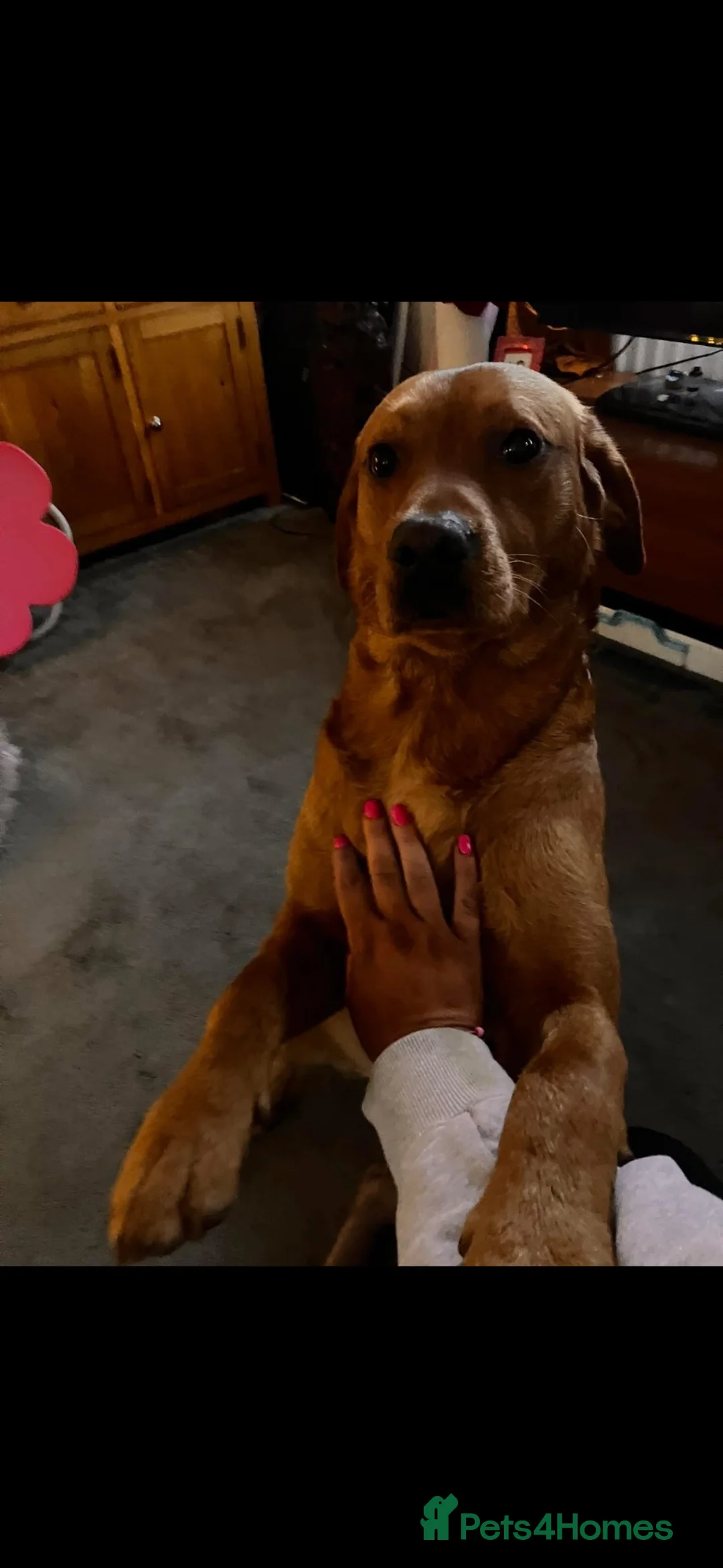 Labrador Retriever dogs for stud: Fox red Labrador  in Newcastle upon Tyne - Advert 2