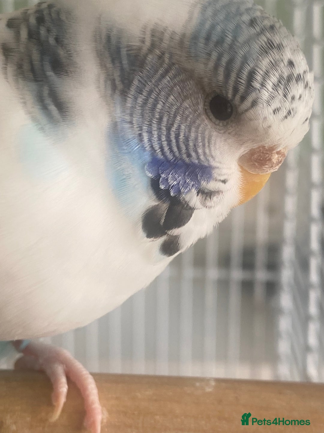 Budgerigars birds for sale: Snowy. Female Budgie. With cage. 5 years old.  - Image 5