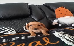 Miniature Dachshund dogs for sale: beautiful miniature dachshund pups available now  - Image 10