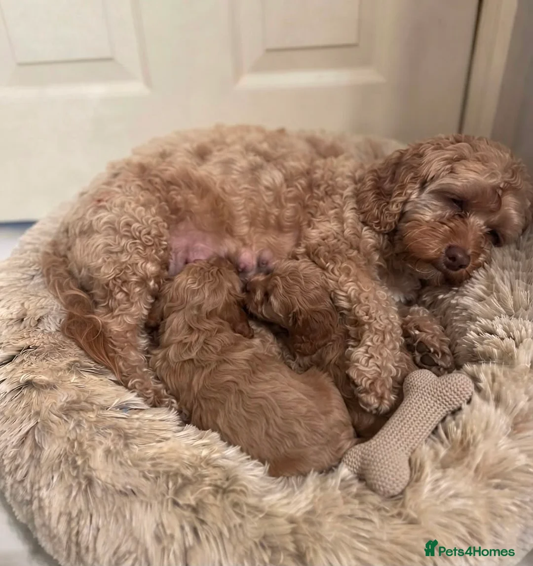 Cavapoo dogs for sale: My beautiful cava poo puppies in London - Advert 1