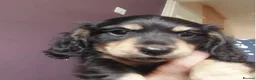 Miniature Dachshund dogs for sale: Top-Quality Miniature Dachshund Puppies - Advert 8