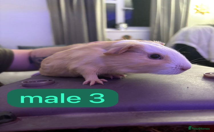 Guinea Pig rodents Beautiful baby Guinea pigs  - Advert 9