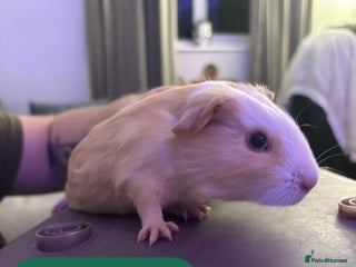 Guinea Pig rodents Beautiful baby Guinea pigs - Advert 9