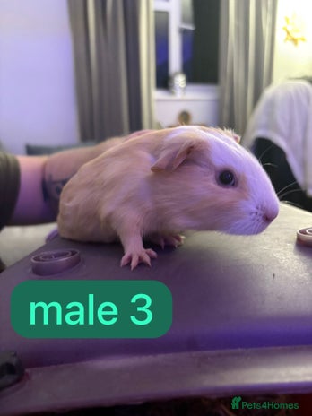 Guinea Pig rodents Beautiful baby Guinea pigs - Advert 9