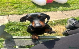 Miniature Dachshund dogs for sale: Black & tan mini dashshand  - Image 1