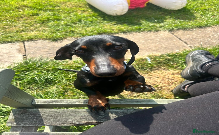 Miniature Dachshund dogs - Advert 1