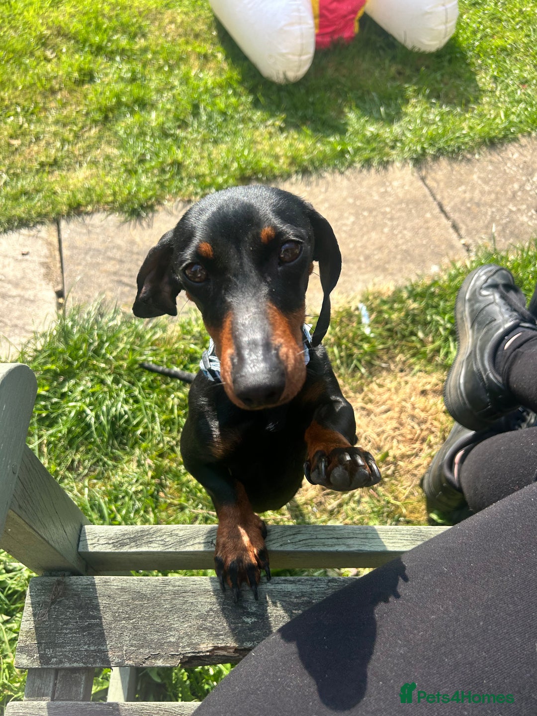Miniature Dachshund dogs for sale: Black & tan mini dashshand  - Image 1