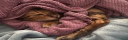 Bengal cats for sale: Male Bengal needs quiet home! - Advert 1