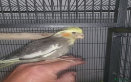Cockatiels birds for sale: Deposit secures  - Image 6